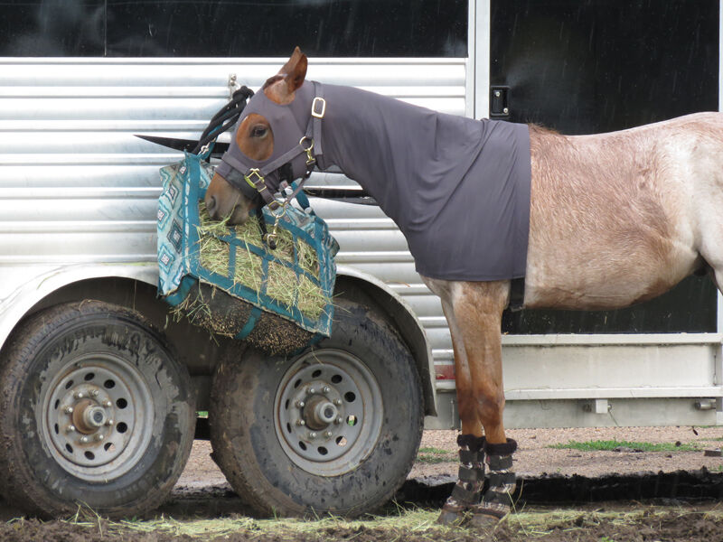 Horse and feedbag